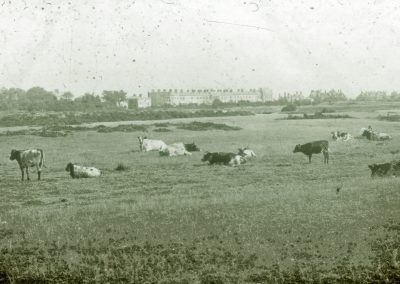 Stokes Bay Common,Cows grazing in front of The Crescent,
